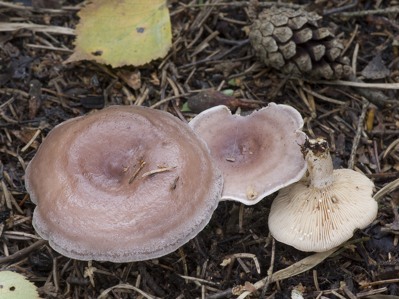 Lactarius vietus